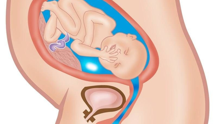 Hamilelikte 29. hafta