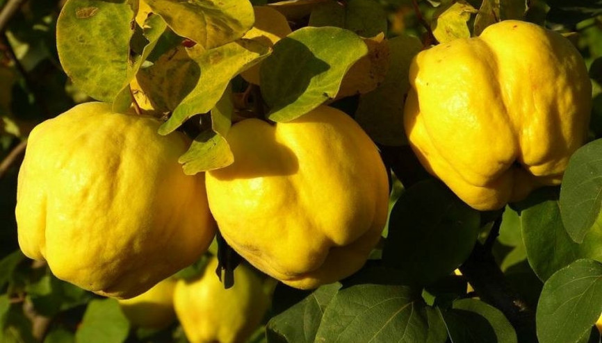 Ayvanın faydaları saymakla bitmiyor