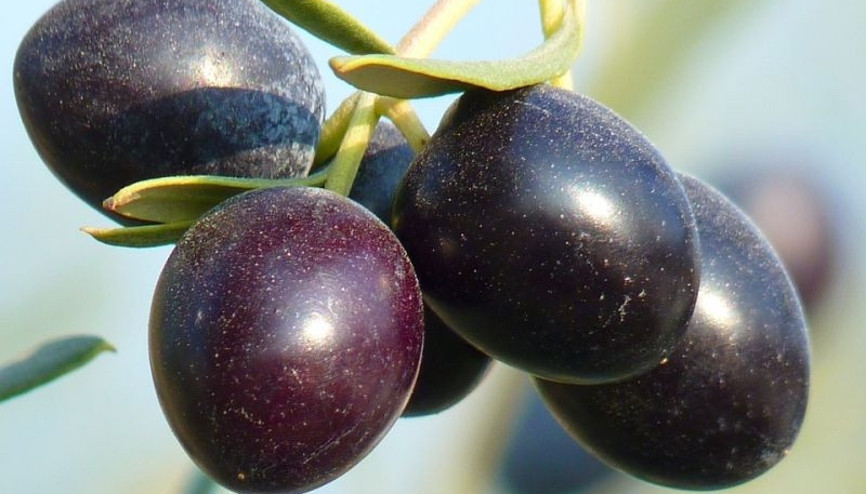 Zeytinden çıkan bir mucize: Zeytin sütü Zeytinden çıkan bir mucize: Zeytin sütü