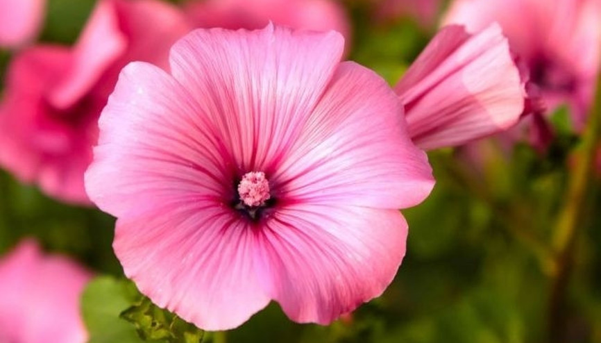 Çiçekleri ilaç, yaprakları sebze