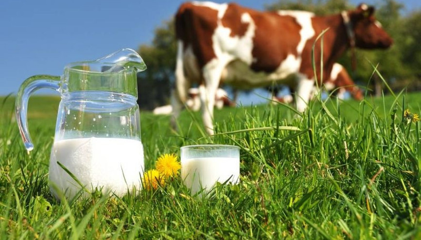 Hangi süt daha güvenilir