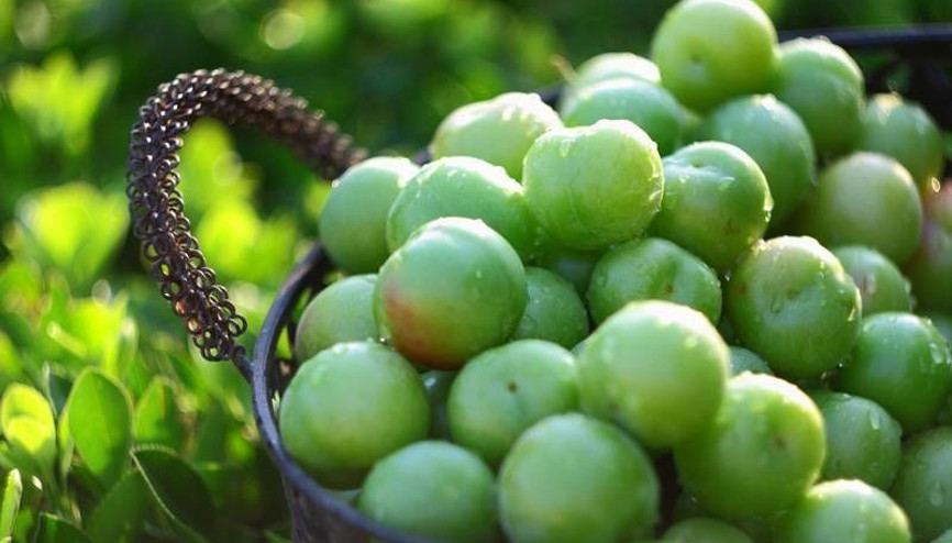 Sevilen meyve erik her derde deva