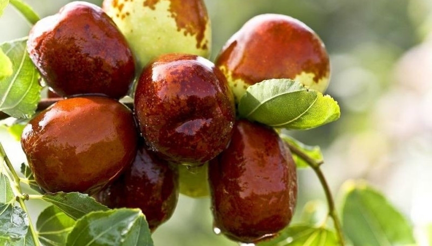 A ve C vitamini deposu hünnap nelere faydalı