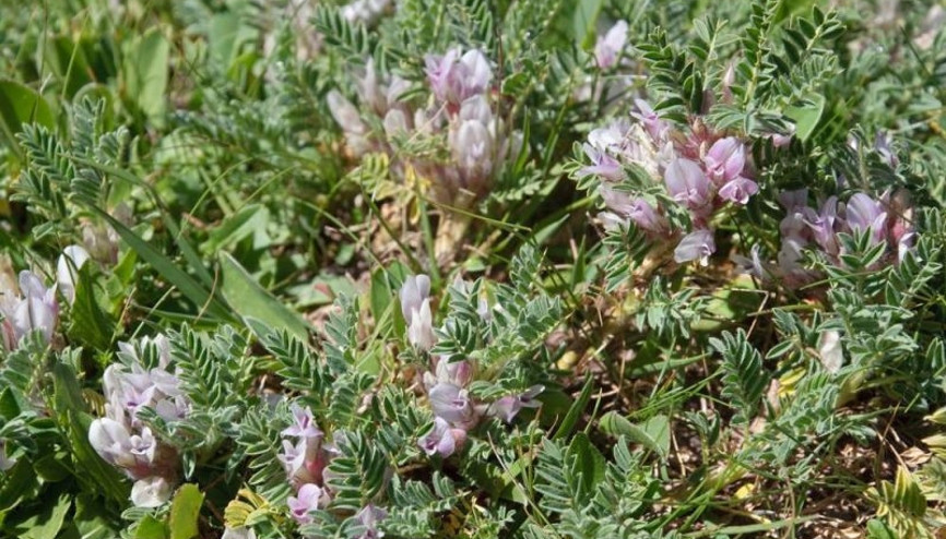Uzun yaşamın sırrı, astragalus bitkisinde mi saklı Uzun yaşamın sırrı, astragalus bitkisinde mi saklı