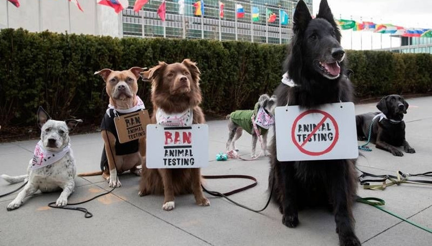 Hayvan deneylerini durdurmak için protesto ettiler