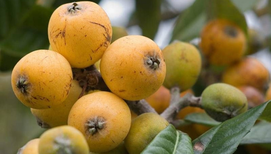 Malta eriğinin 7 müthiş faydası