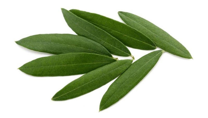 Zeytin yaprağı ile cildinize doğal bakım sağlayın