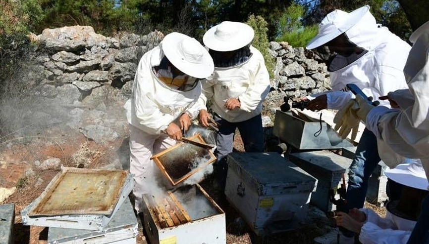Balparmak çam balı hasadı başladı