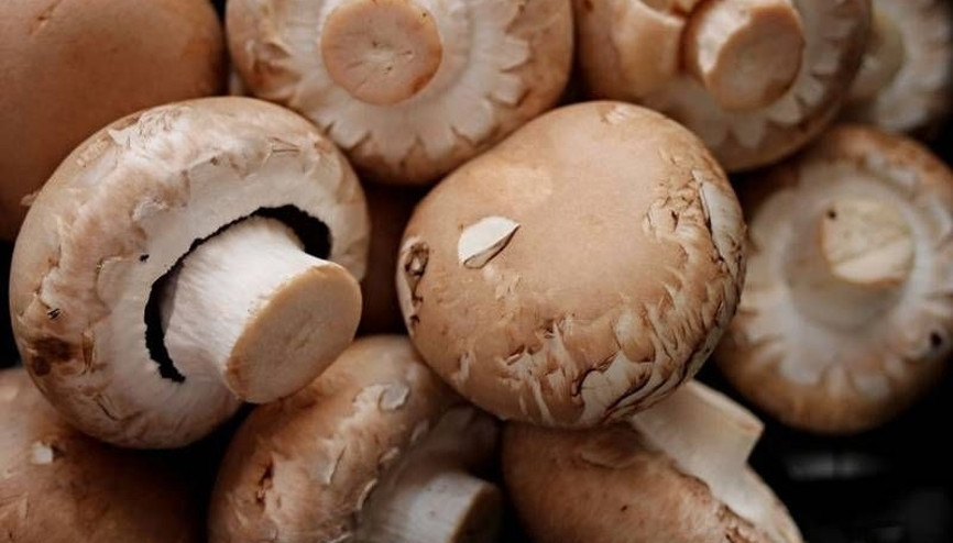 Mantar zehirlenmeleri arttı, uzmanlar uyardı