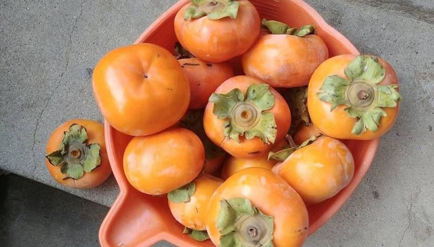 Trabzon hurmasının lif içeriği çok yüksek