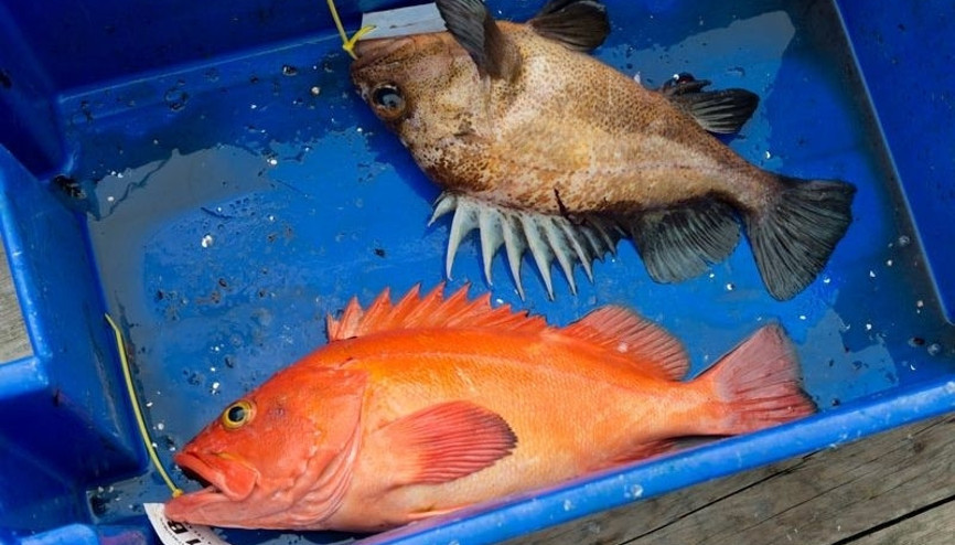 Karadeniz’deki iki balık türünde hastalık yapan parazit tespit edildi