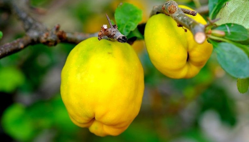 Eczane gibi meyve Ayvanın inanılmaz faydaları