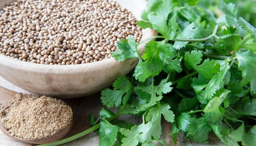 Kişnişin yaprakları da tohumları da faydalı