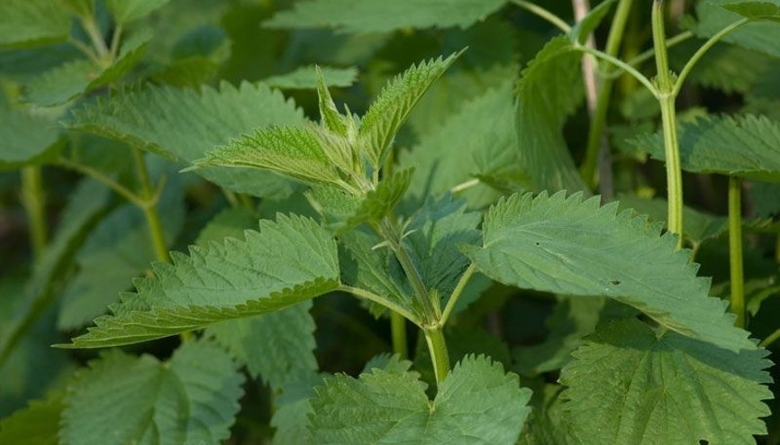 Isırgan otu neye iyi gelir