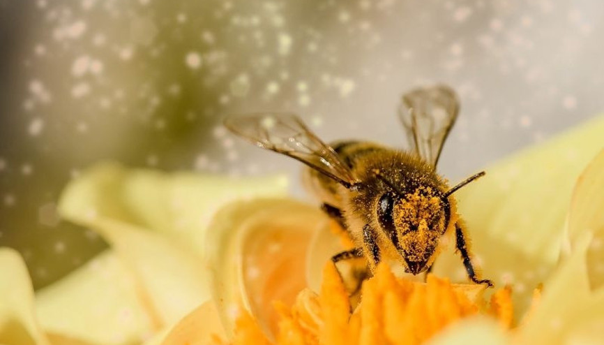 Arılar Varsa Yarınlar Var