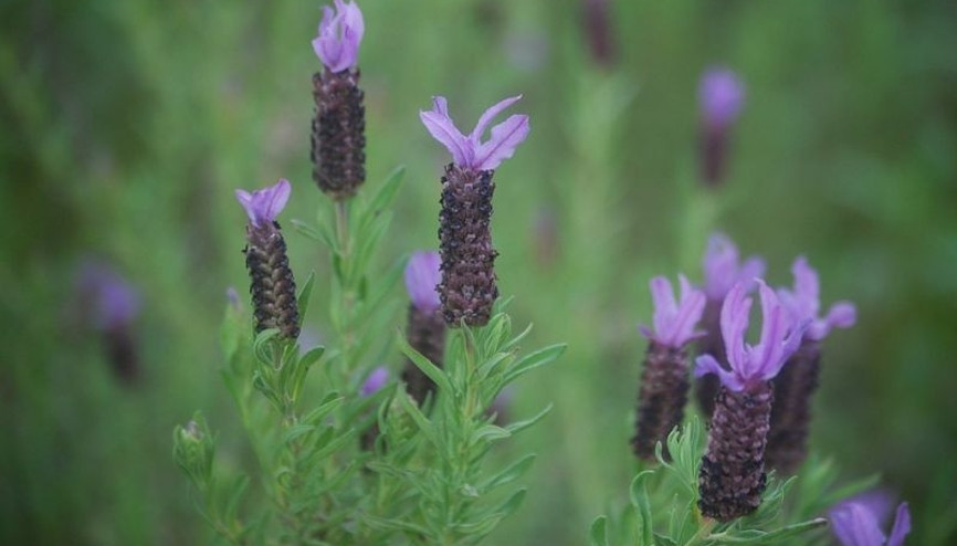 Sigarayı bırakmada doğal çözümler