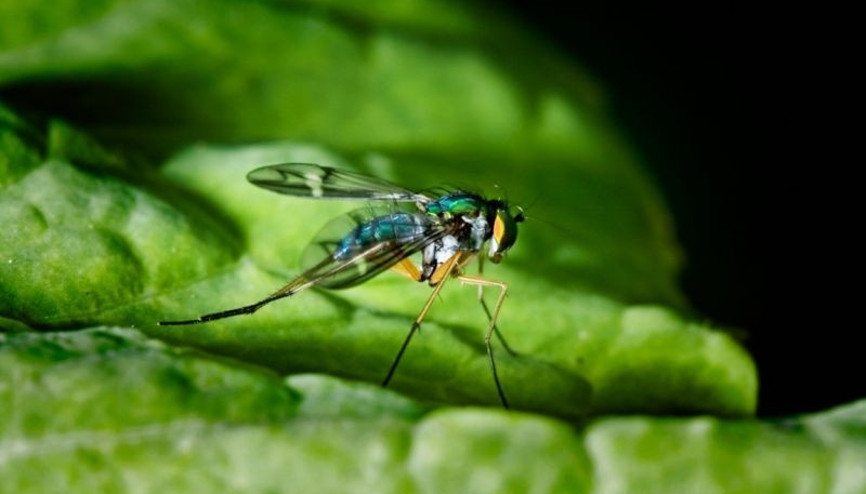 Sivrisinekleri kovan bitkiler nelerdir
