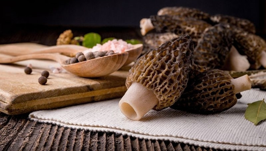 Kuzugöbeği mantarı faydalarıyla şaşırtıyor