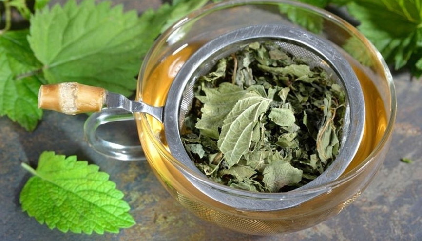 Isırgan otu çayı nasıl yapılır, faydaları neler