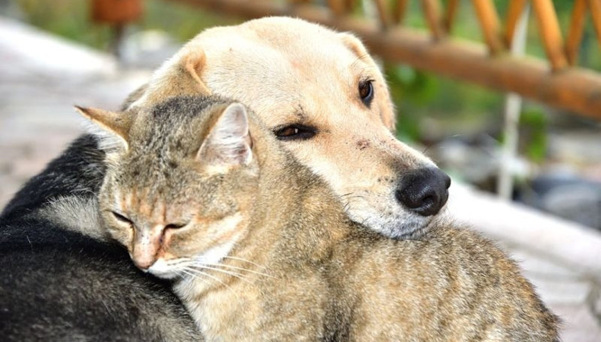 Hepsine kocaman alkış Hayvanları Koruma Günü’ne özel kampanyalar