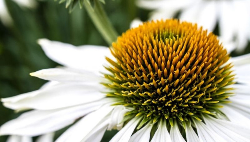 Sağlıklı bitkiler ve otlar- Ekinezya