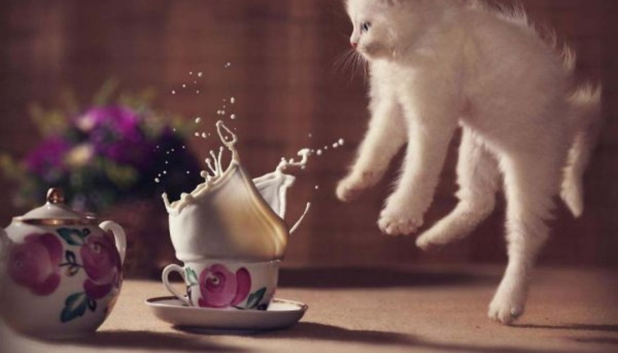 Bu kediler resmen uçuyor