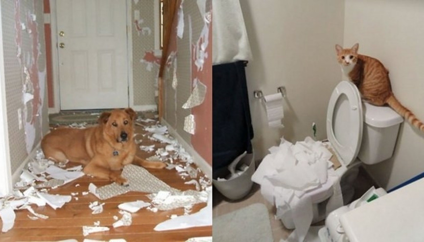 Hayvanları evde tek bırakmamanızı sağlayacak 27 kanıt