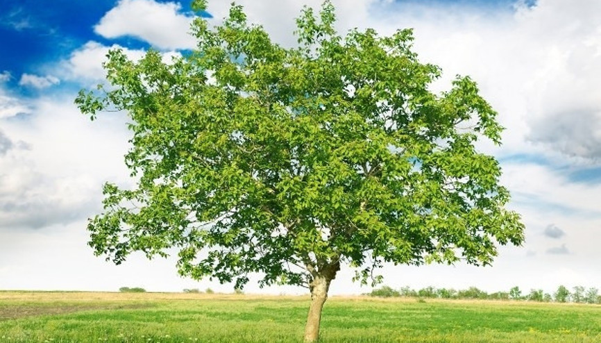 Ceviz ağacının altında neden oturulmaz Basit gibi görünüyor ama etkisi öldürücü olabilir