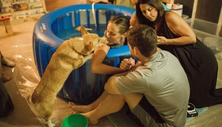 Vefalı köpek doğuma giren sahibini yalnız bırakmadı