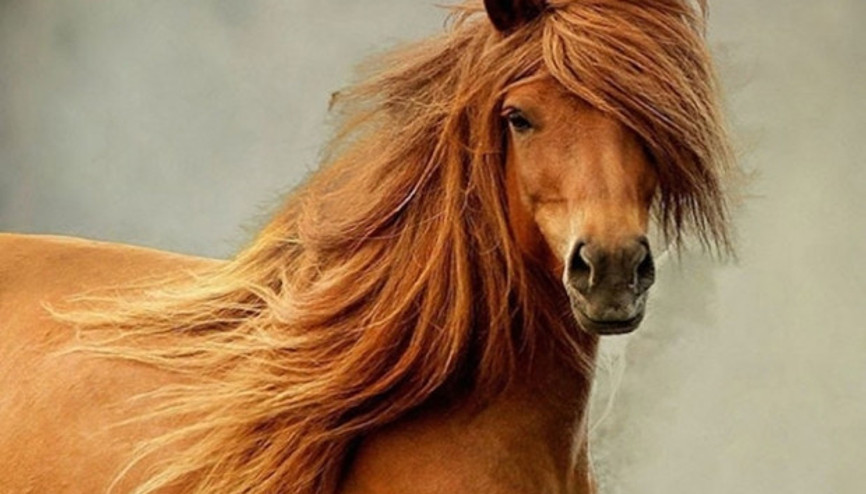 Modelleri bile kıskandıracak muhteşem hayvanlar