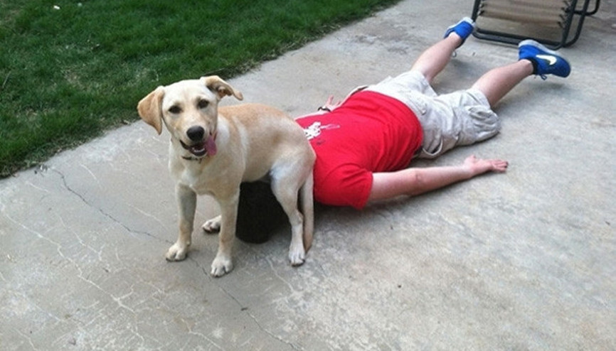 Sahibinin yerine göz diken köpekler