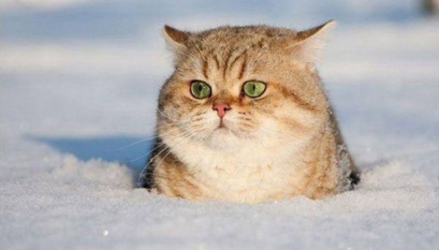 Kış aylarına çoktan hazır 20 sevimli hayvan