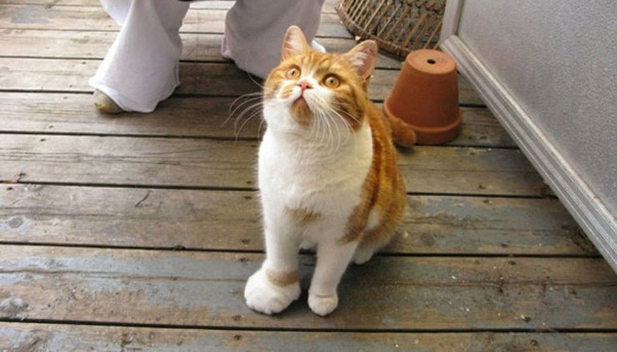 Arılar tarafından sokulan sevimli kediler