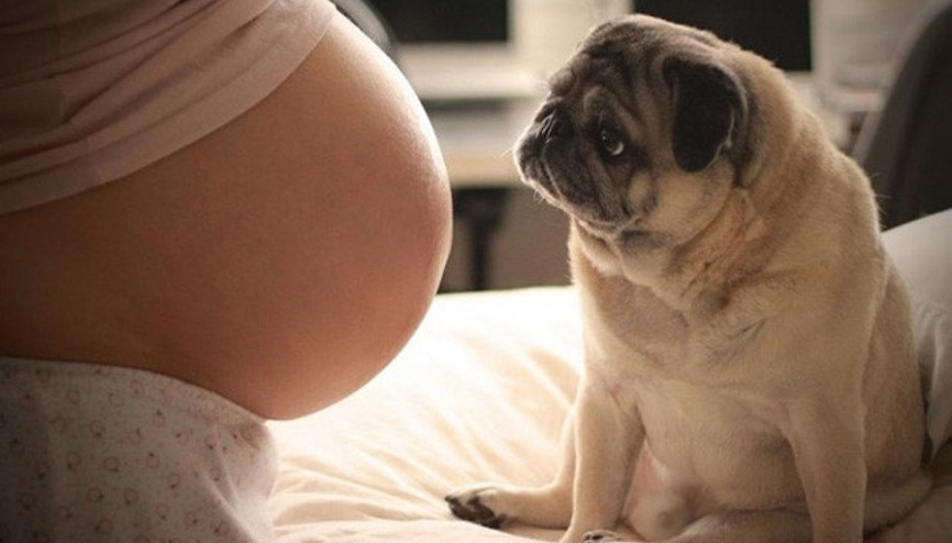 Çocuk sahibi olacakların heyecanına ortak olan 15 köpek