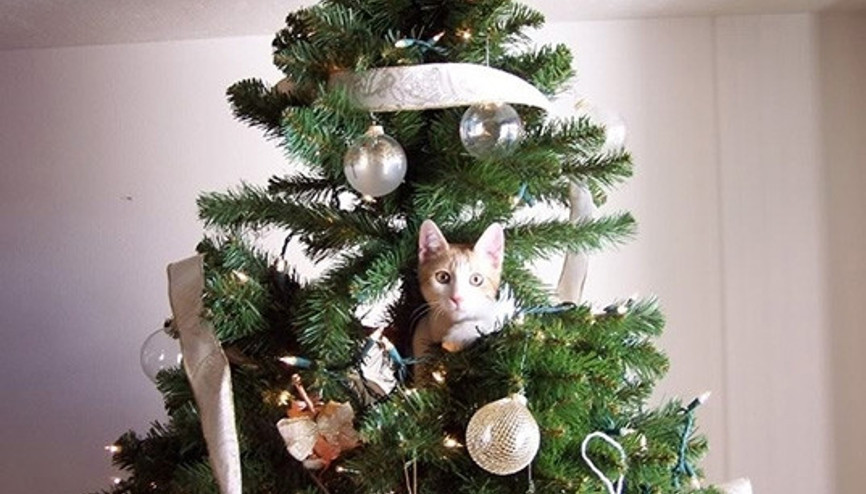 Noel ağacından kurtarılmayı bekleyen 30 kedi