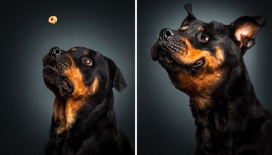 Bu köpeklerin aç olduğuna inanacaksınız