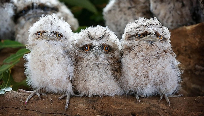 Görebileceğiniz en şirin baykuşlar