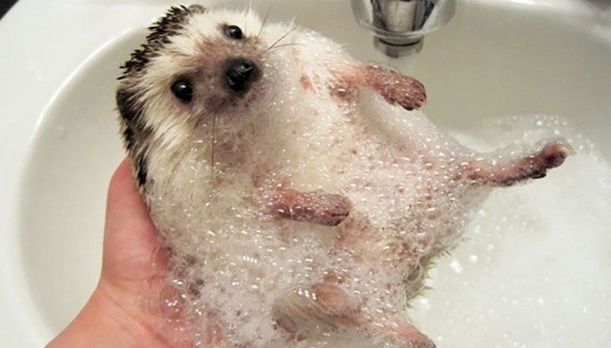 Görebileceğiniz en tatlı 20 kirpi