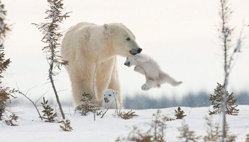 Şirinlikleriyle kalpleri ısıtan kutup ayıları