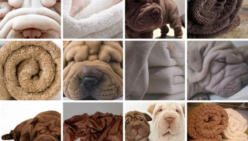 Köpeklerin inanılmaz benzerlik gösterdiği 9 şey