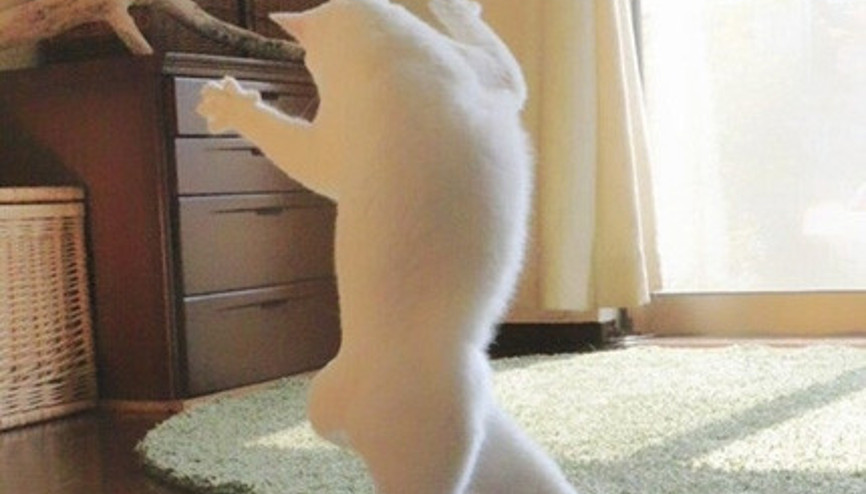 Bale yapmayı seven şirin kedi