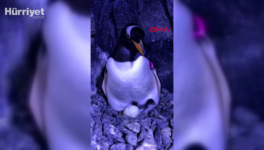 Türkiyenin bebek kutup pengueni dünyaya geldi