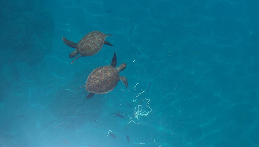 Tekneden caretta carettaları beslediler