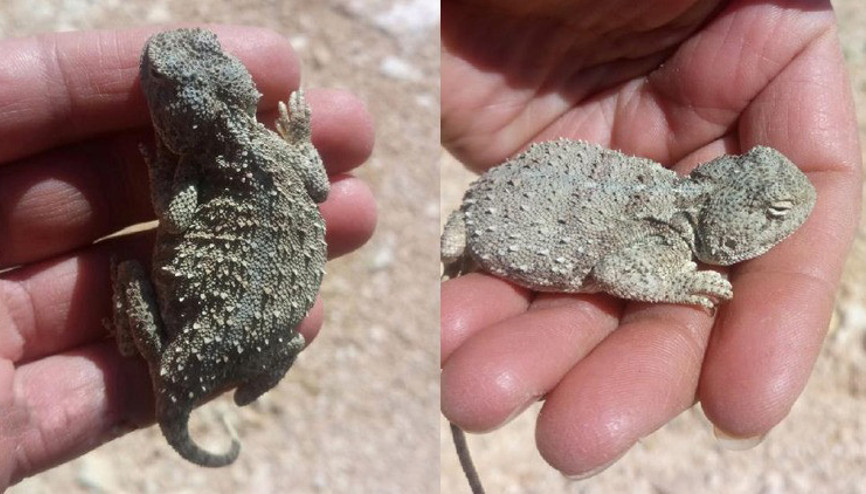 Bozkır keleri bu kez Hozatta görüldü