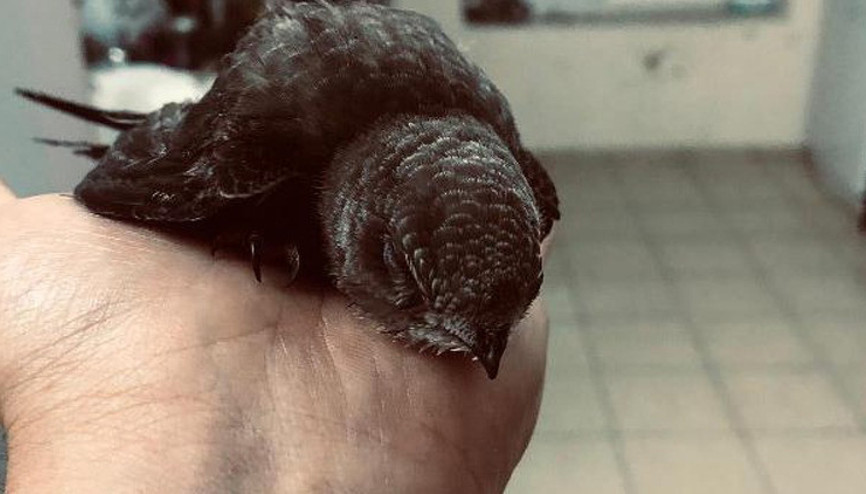 Oluğa sıkışan ebabil kuşunu itfaiye kurtardı