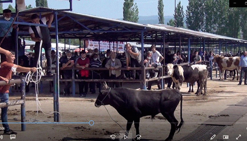 Sahibinin elinden kaçan 400 kiloluk boğa ortalığı birbirine kattı