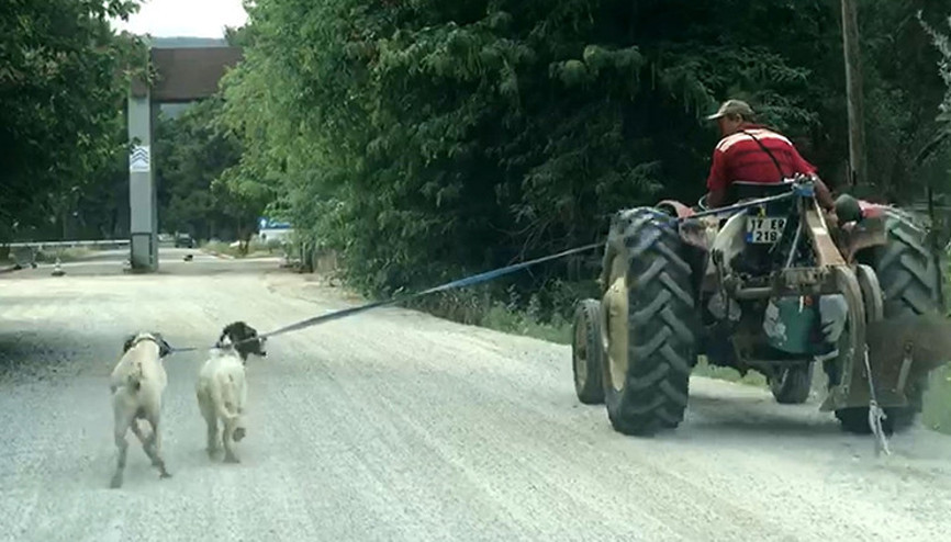 İki köpeğini traktöre bağlayıp götürdü