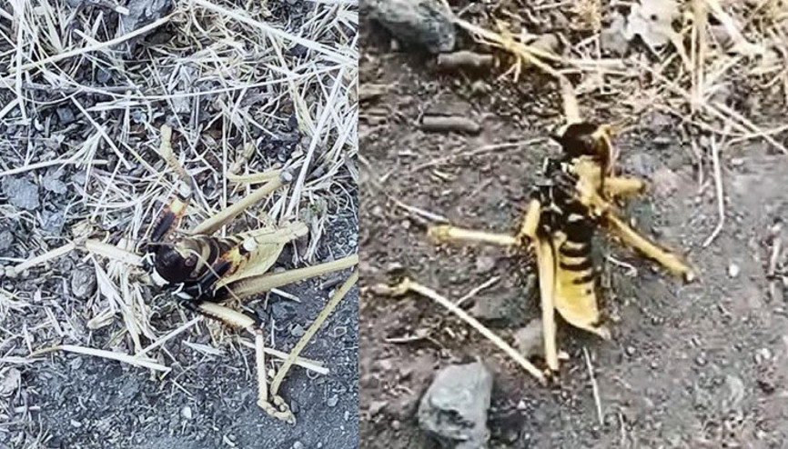 Tuncelide, etçil Çağaboğan çekirgesi görüldü