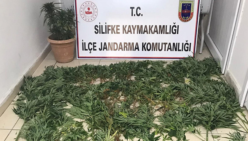 Orman alanını kenevir bahçesine çeviren şüpheli tutuklandı