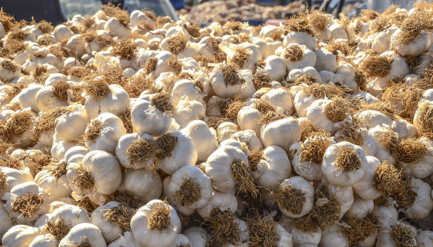 Taşköprünün beyaz altını sarımsak tezgahlarla buluştu